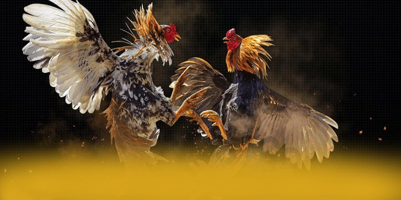Đánh giá toàn diện ZBET - Nhà cái được tin dùng trên thị trường Đánh giá toàn diện ZBET - Nhà cái được tin dùng trên thị trường